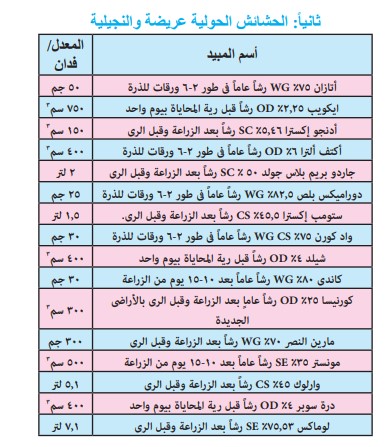 محصول الذرة الشامية