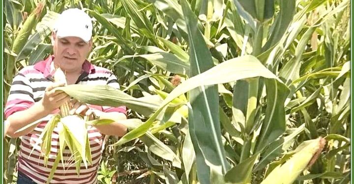 الذرة الشامية .. 4 توصيات هامة لمواجهة موجات الحرارة الذرة الشامية