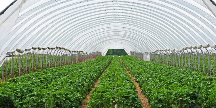 الصوب الزراعية .. مشروع مصري عملاق يضم الـ100 ألف وحدة الصوب الزراعية