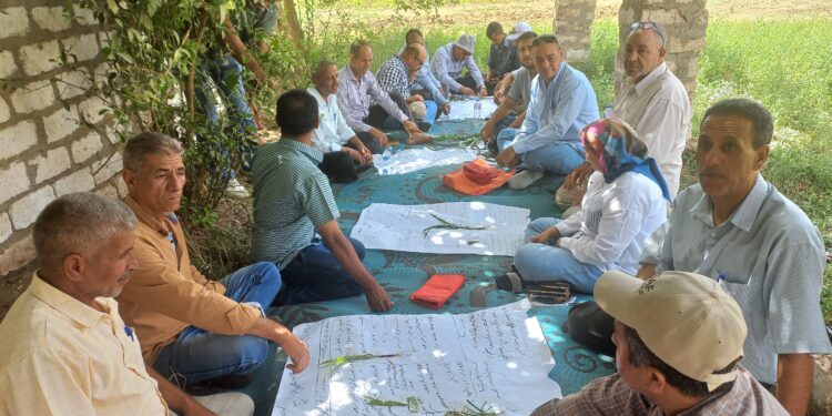 دودة الحشد الخريفية .. هكذا تساعد الفاو المزارعين المصريين في مكافحتها دودة الحشد الخريفية