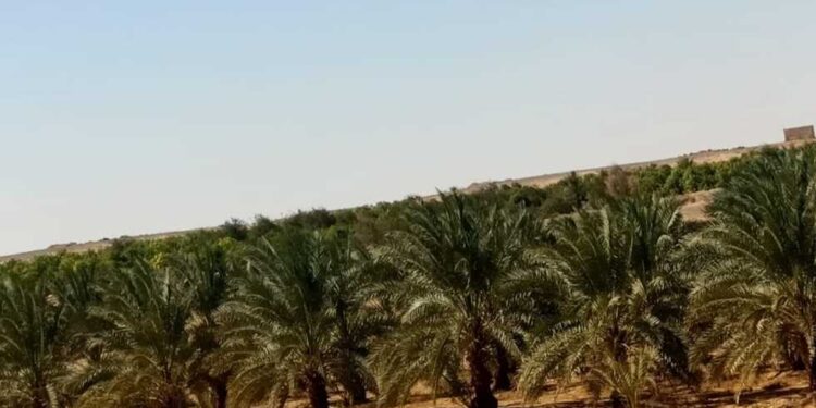 إرشادات نخيل البلح