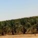 مزرعة نخيل توشكى .. واحة تمور عالمية بمحافظة أسوان إرشادات نخيل البلح