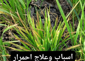 احمرار أطراف أوراق الأرز