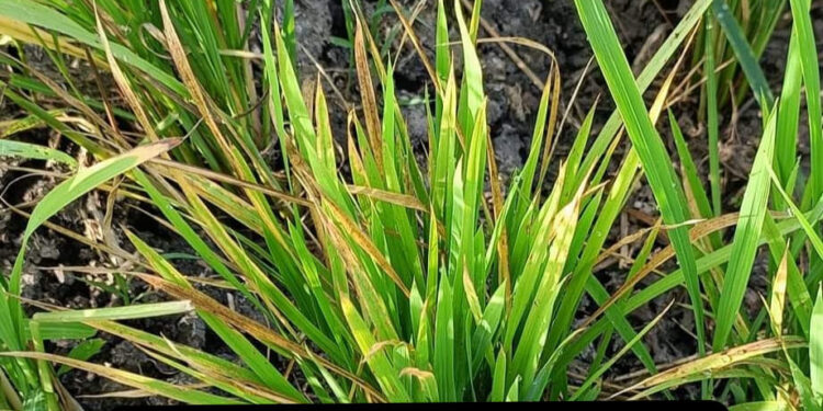 احمرار أطراف أوراق الأرز .. خبير يوضح أسبابه وأبرز 5 طرق لعلاجه احمرار أطراف أوراق الأرز