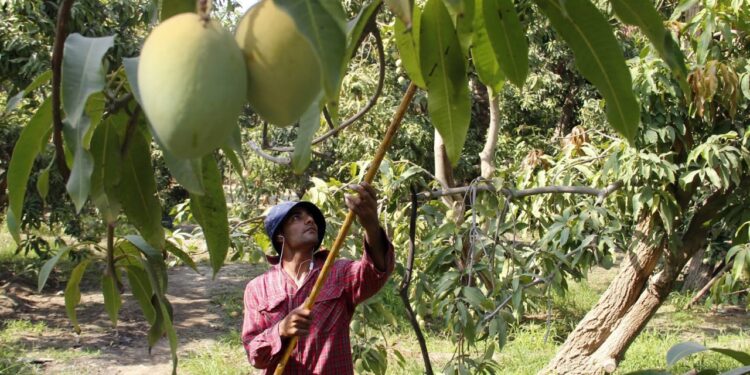 إرشادات محصول المانجو