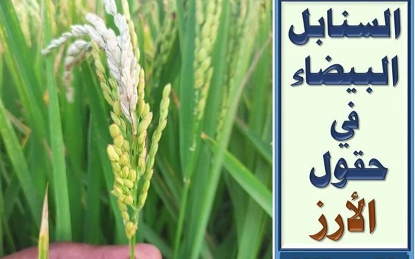 ثاقبة ساق الأرز