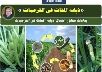 دودة ثمار القرعيات