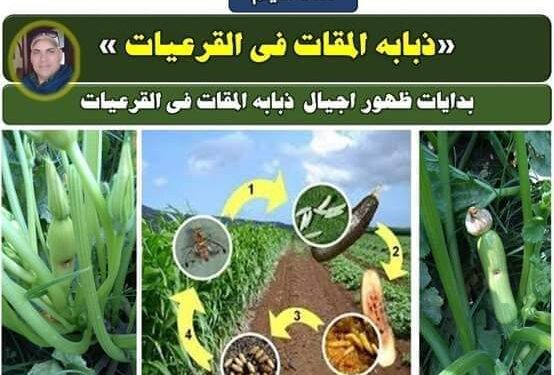 دودة ثمار القرعيات