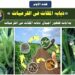 دودة ثمار القرعيات .. خبير يوضح 4 طرق لمكافحتها بعد تزايد الشكوى منها دودة ثمار القرعيات