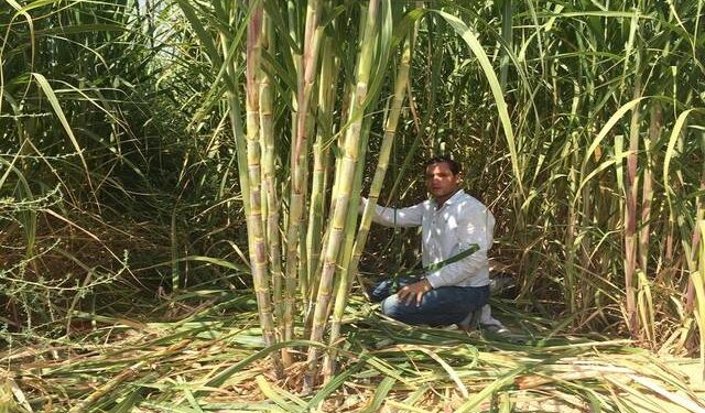 إرشادات زراعة قصب السكر .. 4 توصيات هامة خلال يوليو إرشادات زراعة قصب السكر