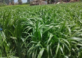 محاصيل الأعلاف الخضراء