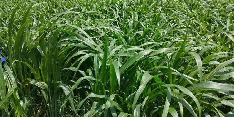 محاصيل الأعلاف الخضراء الشتوية والصيفية.. هذه إرشادات الزراعة خلال يوليو محاصيل الأعلاف الخضراء