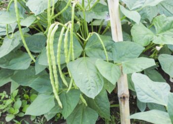 المن في اللوبيا 