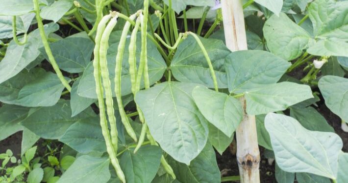 المن في اللوبيا .. مبيد واحد فقط معتمد لمكافحته المن في اللوبيا