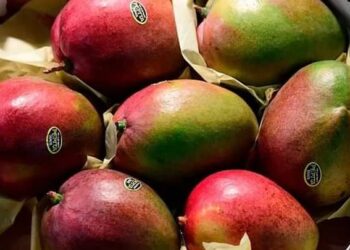 أسعار المانجو في الأسواق .. الكيلو بـ 9 جنيه