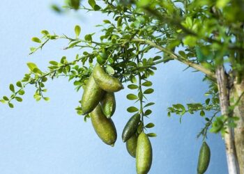 الليمون الكافيار .. د.صبري صلاح الدين يوضح فوائد ثماره الصحية