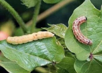 الدودة القارضة في البطاطس