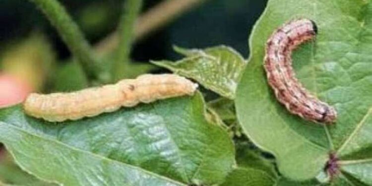 الدودة القارضة في البطاطس .. 10 مبيدات معتمدة للمكافحة الدودة القارضة في البطاطس