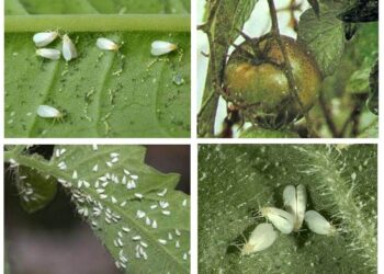 الذبابة البيضاء في الطماطم