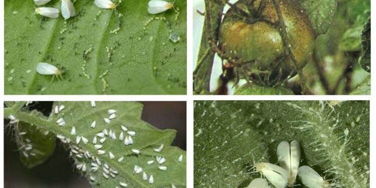 الذبابة البيضاء في الطماطم .. 9 مبيدات لعلاج هذه الآفة الذبابة البيضاء في الطماطم