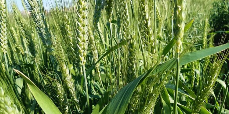 سعر القمح 2024