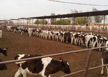 مشروع البتلو