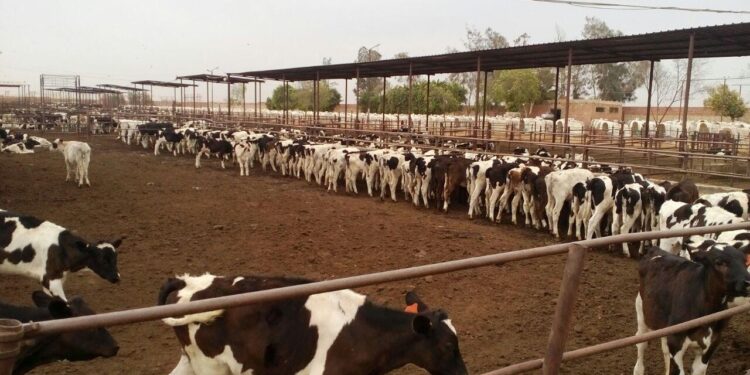 مشروع البتلو .. الزراعة تضخ 235 مليون جنيه لتمويل المشروع مشروع البتلو