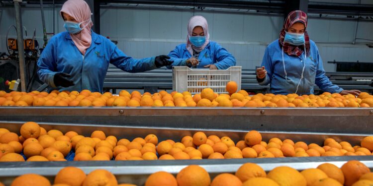 صادرات الموالح