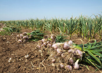 محصول الثوم