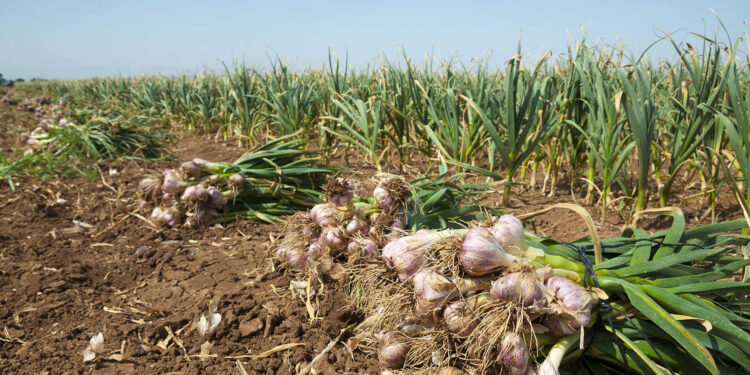 محصول الثوم .. روشته من 10 خطوات للحصول على أعلى إنتاجية للفدان محصول الثوم