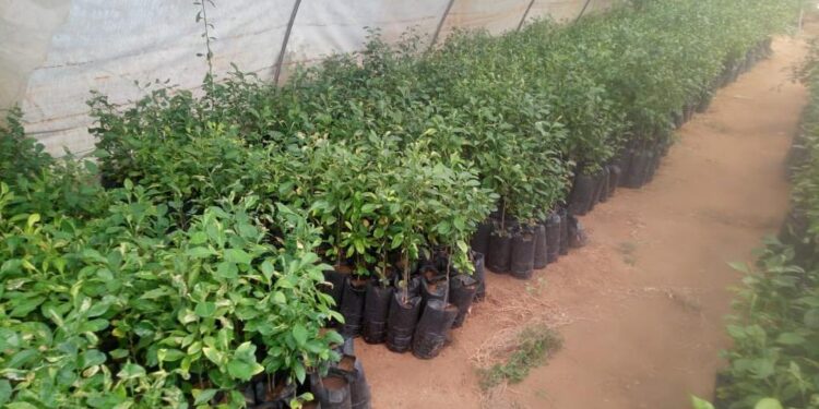 الزراعة تعتمد أول مشتل لشتلات الزيتون والفواكه والنخيل لـ معهد البساتين الزراعة