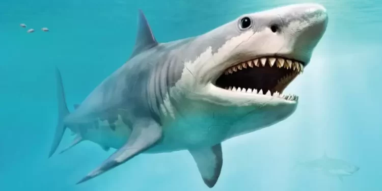 قرش دهب .. السمكة المفترسة تلتهم ذراع مواطنة قرش دهب