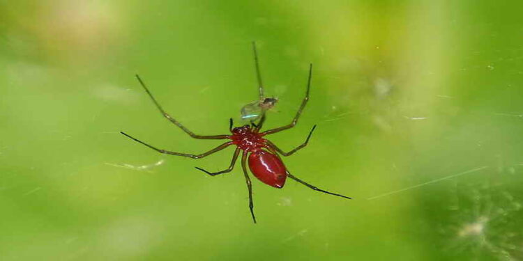 اكاروس الموالح الأحمر .. 4 مبيدات معتمدة لمكافحته اكاروس الموالح الأحمر