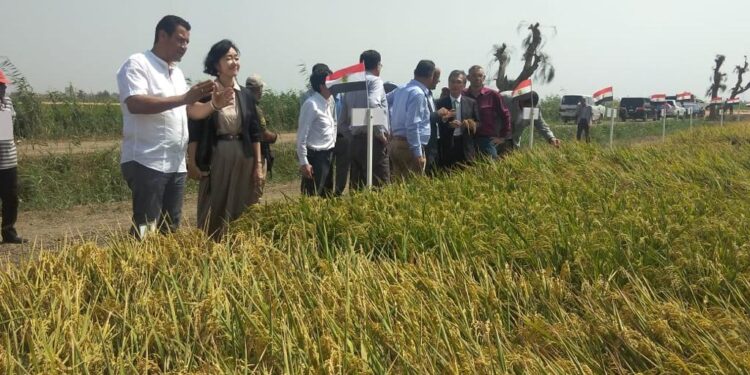 الأرز المصري يحظى بإشادة السفير الياباني .. إليك التفاصيل الأرز المصري