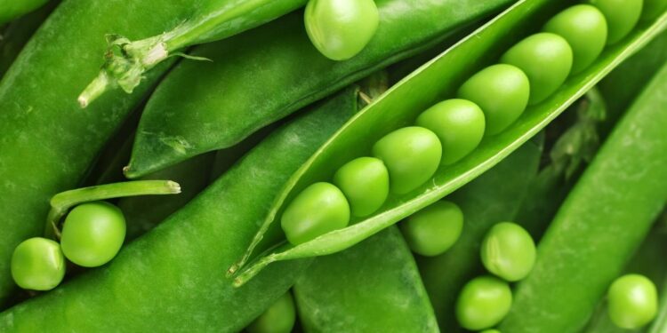 المن في البسلة .. الزراعة تعتمد مبيد واحد لمكافحته المن في البسلة