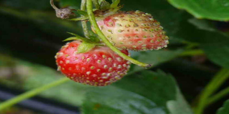 البياض الدقيقي في الفراولة .. 16 مبيدًا معتمدا لمكافحته البياض الدقيقي في الفراولة