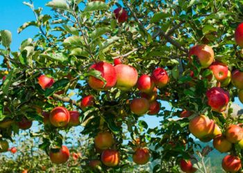 الأكاروس الأحمر الأوروبي في التفاح