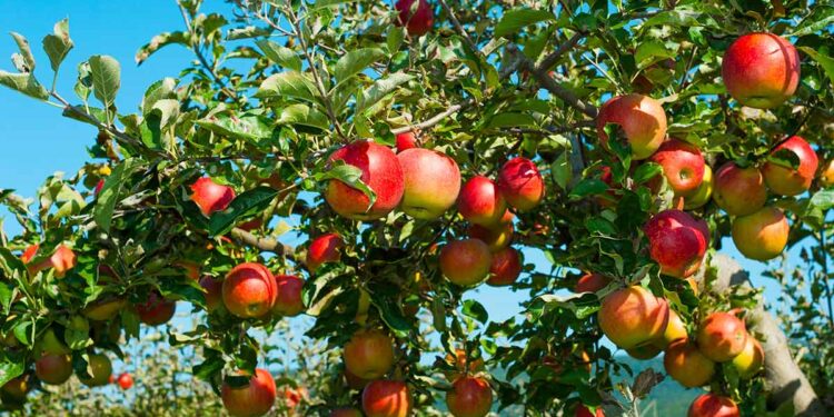 الأكاروس الأحمر الأوروبي في التفاح .. 5 مبيدات معتمدة لعلاجه الأكاروس الأحمر الأوروبي في التفاح