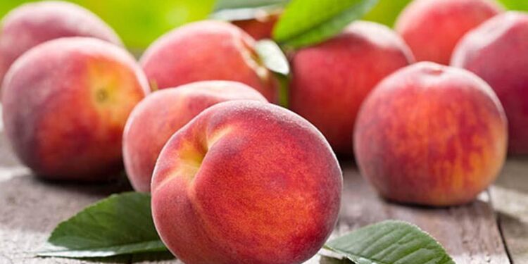 المن في الخوخ .. الزراعة توصي بهذا المبيد لعلاجه المن في الخوخ