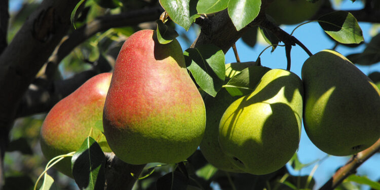 الحشرات القشرية في الكمثرى .. الزراعة تعتمد مبيد واحد لمكافحتها الحشرات القشرية في الكمثرى