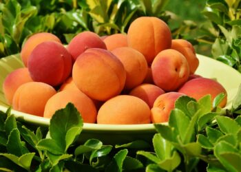 البياض الدقيقي في المشمش