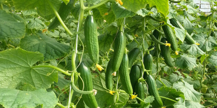 علاج أعفان الثمار في الخيار .. الزراعة توصي بهذه المبيدات لمكافحته علاج أعفان الثمار في الخيار