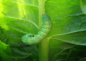 دودة ورق القطن في السبانخ