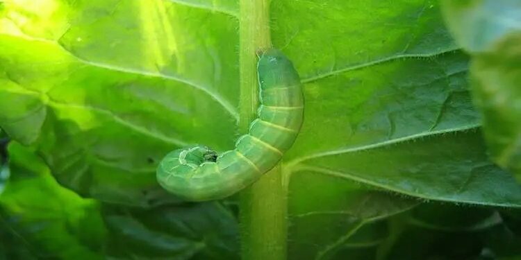 دودة ورق القطن في السبانخ