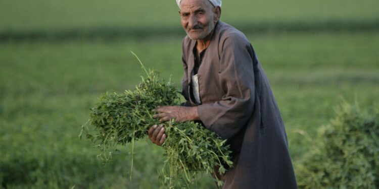 عيد الفلاح الـ 71 .. الزراعة تستعرض أبرز الخدمات التي تقدمها له عيد الفلاح