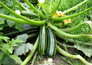 دودة ورق القطن في كوسة اللب