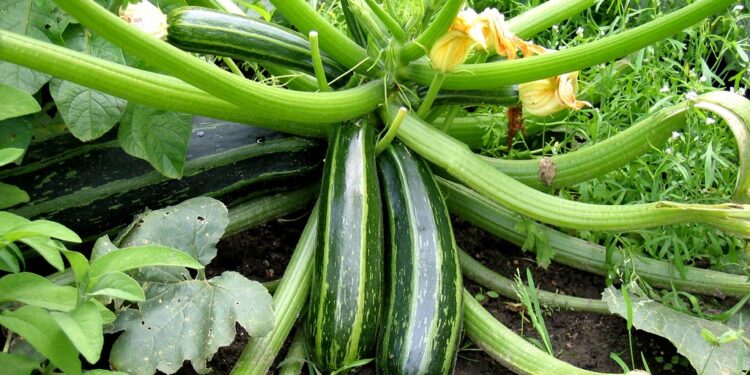 دودة ورق القطن في كوسة اللب .. مبيد واحد لمكافحته دودة ورق القطن في كوسة اللب