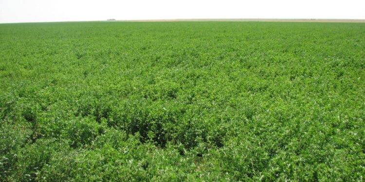 إرشادات محاصيل الأعلاف الخضراء .. 14 معاملة هامة خلال سبتمبر إرشادات محاصيل الأعلاف الخضراء