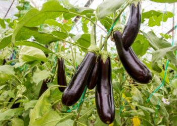 علاج الذبابة البيضاء في الباذنجان