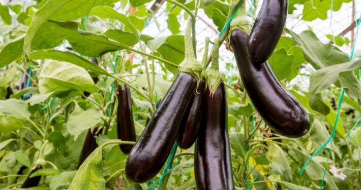 علاج الذبابة البيضاء في الباذنجان .. مبيد واحد للقضاء عليها علاج الذبابة البيضاء في الباذنجان